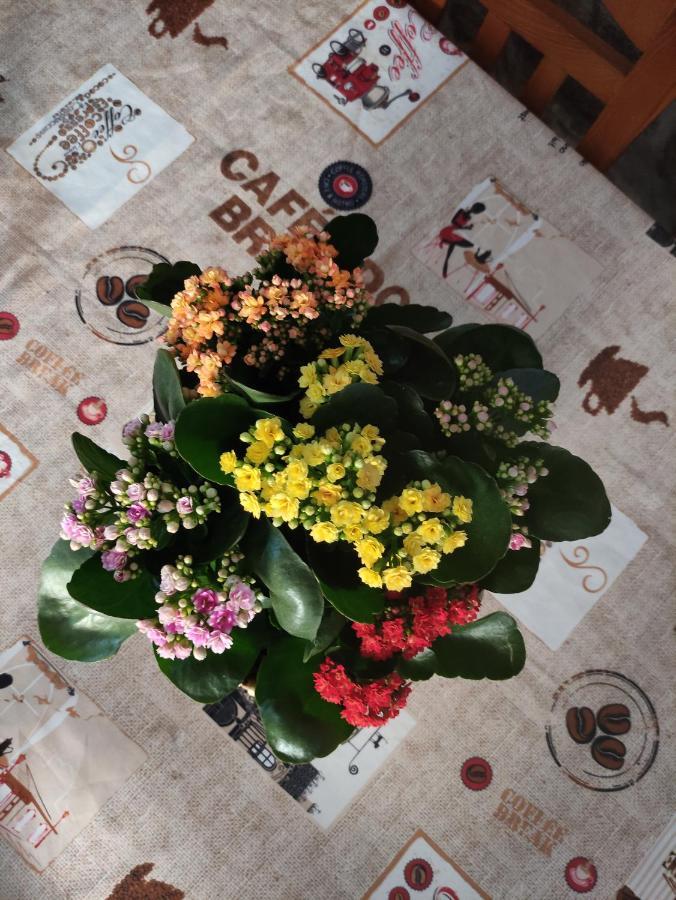 فندق Zimao Garden House فيلا بوكا دي أغويار المظهر الخارجي الصورة